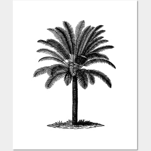 Vintage Palm Tree Posters and Art